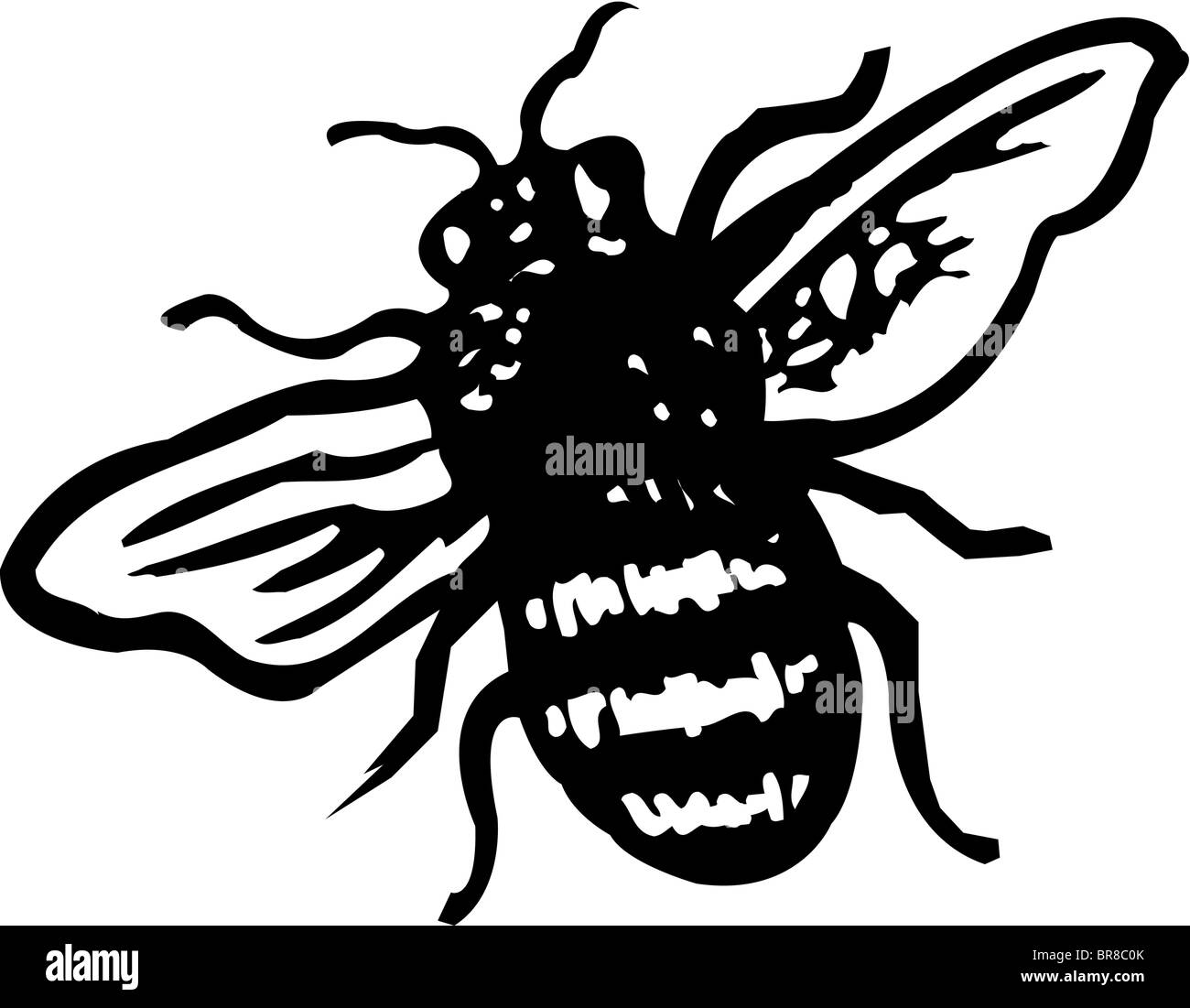 Un bianco e nero illustrazione di un ape Foto Stock