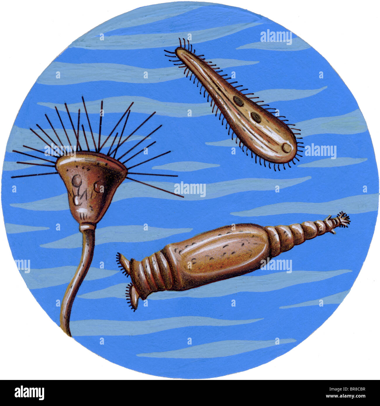 Microbi in acqua Foto Stock