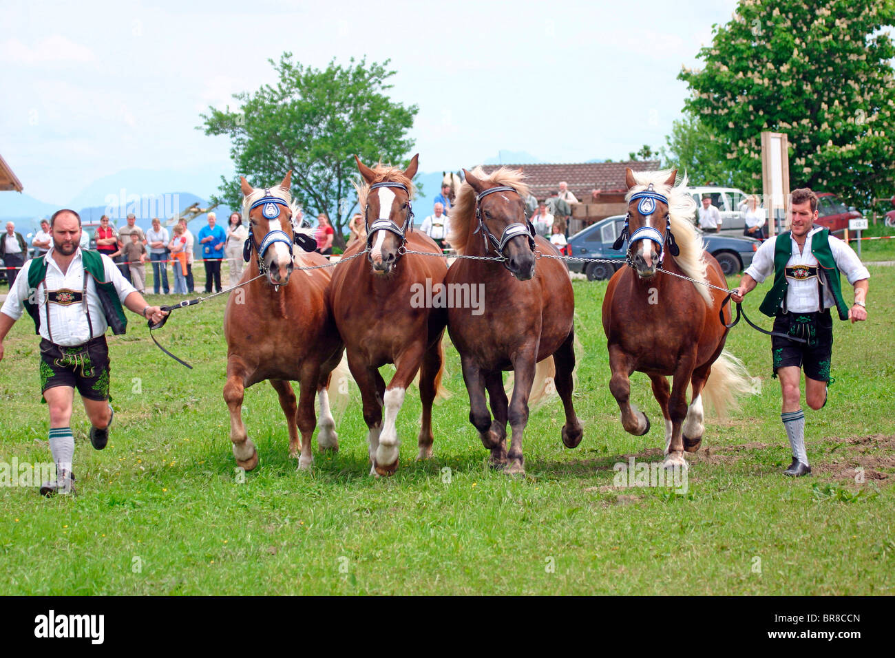 Sud Coldblood tedesco (Equus caballus), il team di quattro a uno spettacolo di cavalli. Foto Stock