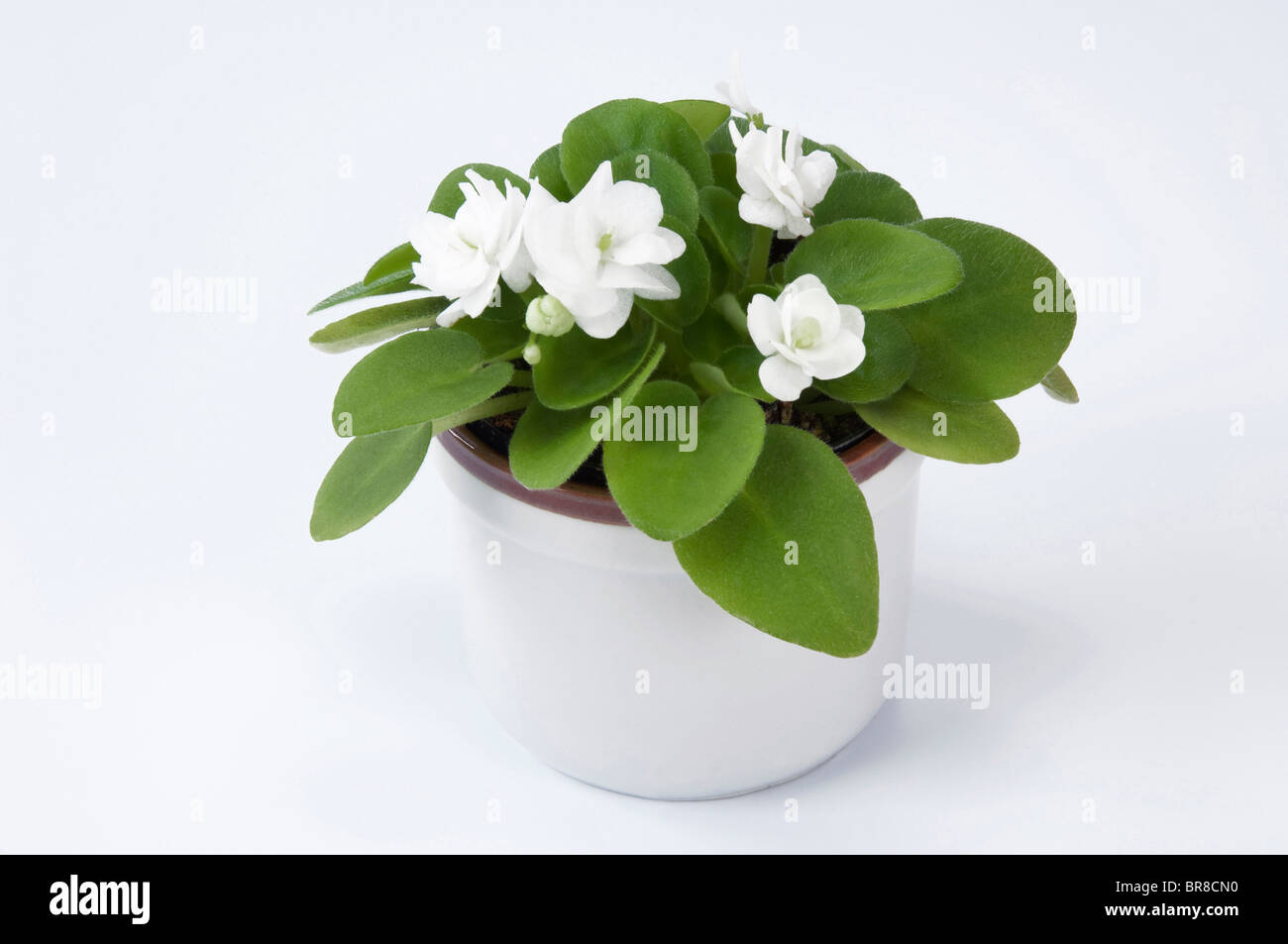 Saintpaulia, African Violet (Saintpaulia ionantha-ibrido), pianta in vaso con fiori di colore bianco Foto Stock