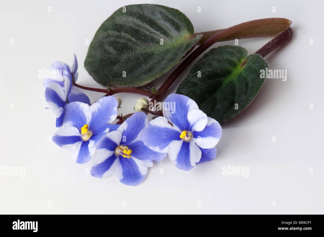Saintpaulia, African Violet (Saintpaulia ionantha-ibrido), bianco e azzurro fiori e foglie Foto Stock
