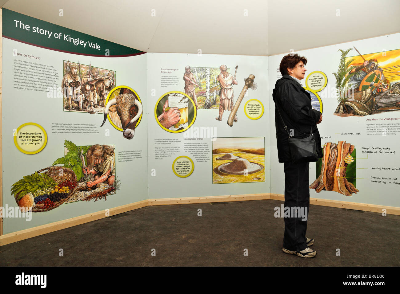 Kingley Vale "Field Museum' visitor information capanna. Foto Stock