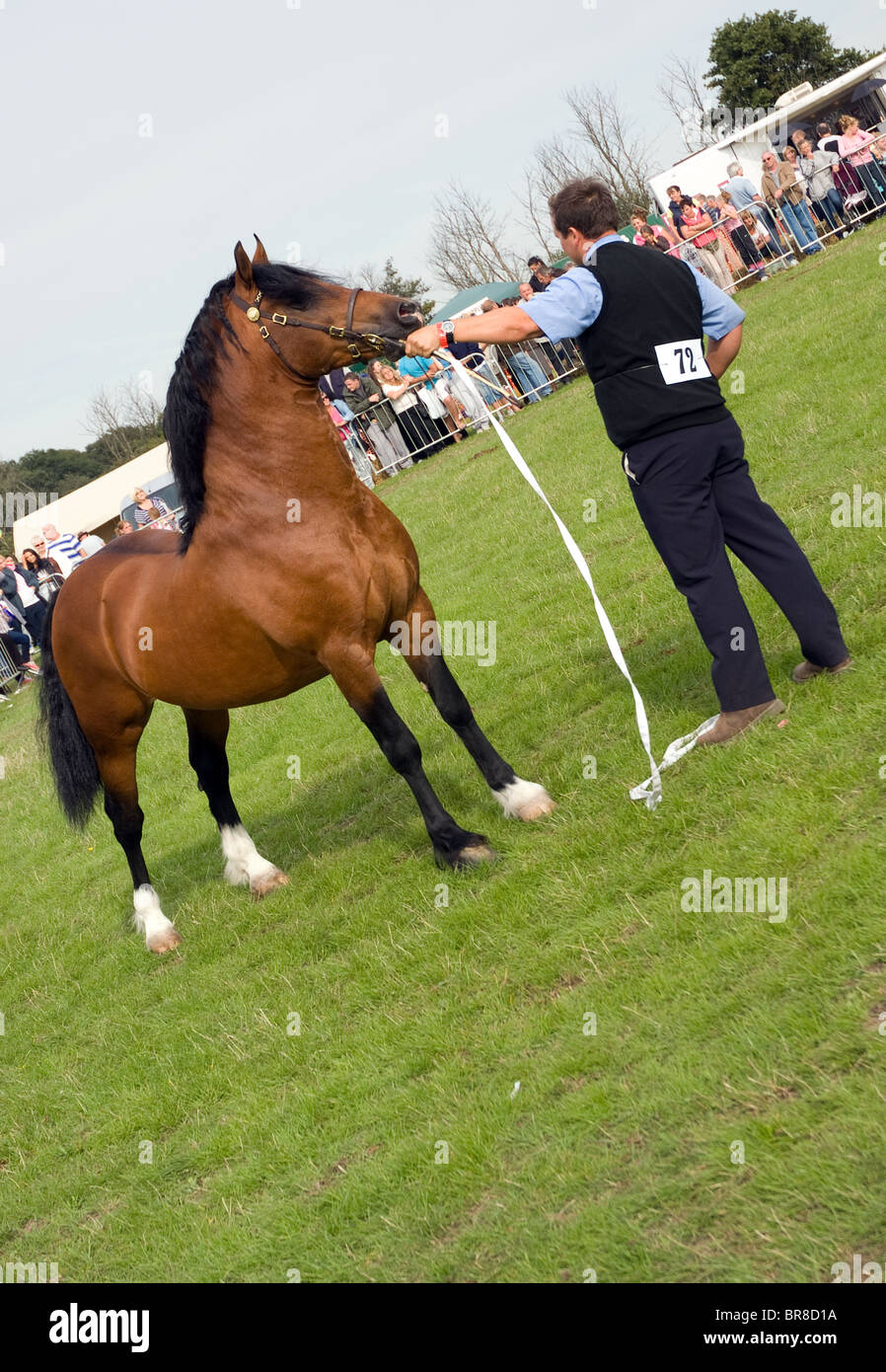 Un gestore con un welsh cob stallone sezione D durante una mano in mostra Foto Stock