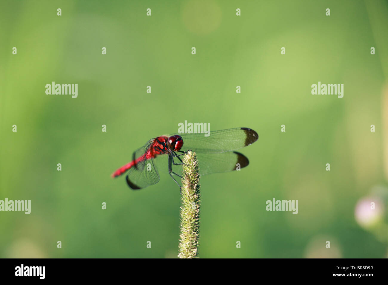 Libellula Foto Stock