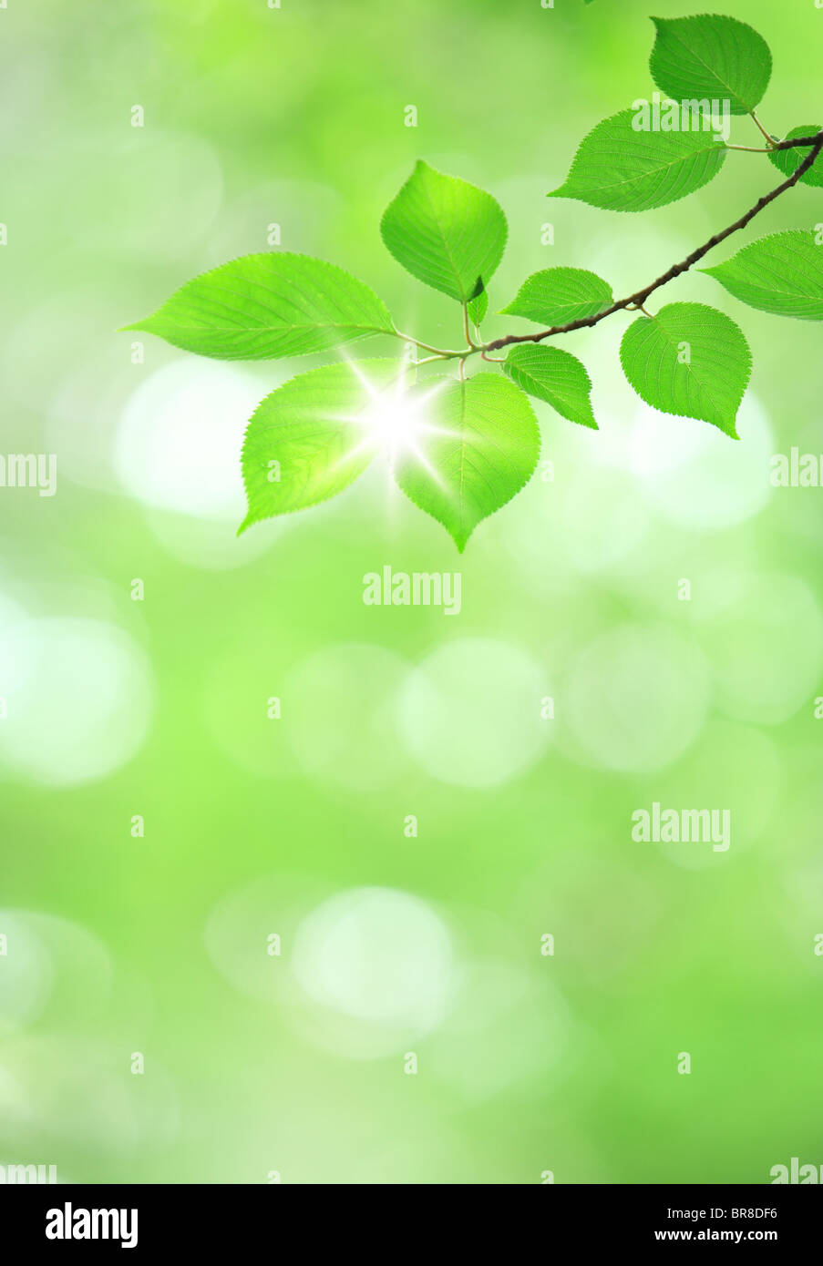 Albero e la luce del sole Foto Stock