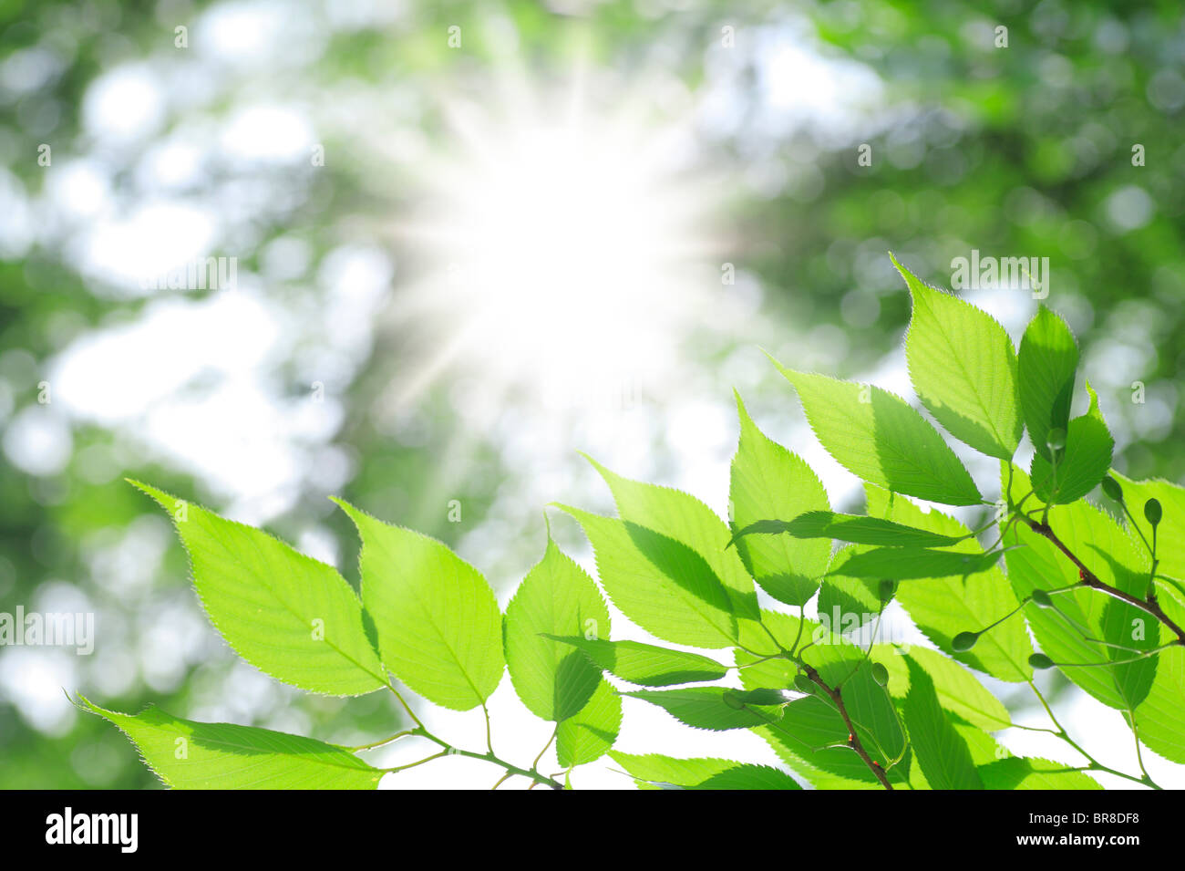 Albero e la luce del sole Foto Stock