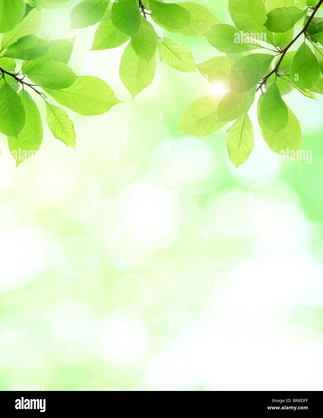 Albero e la luce del sole Foto Stock