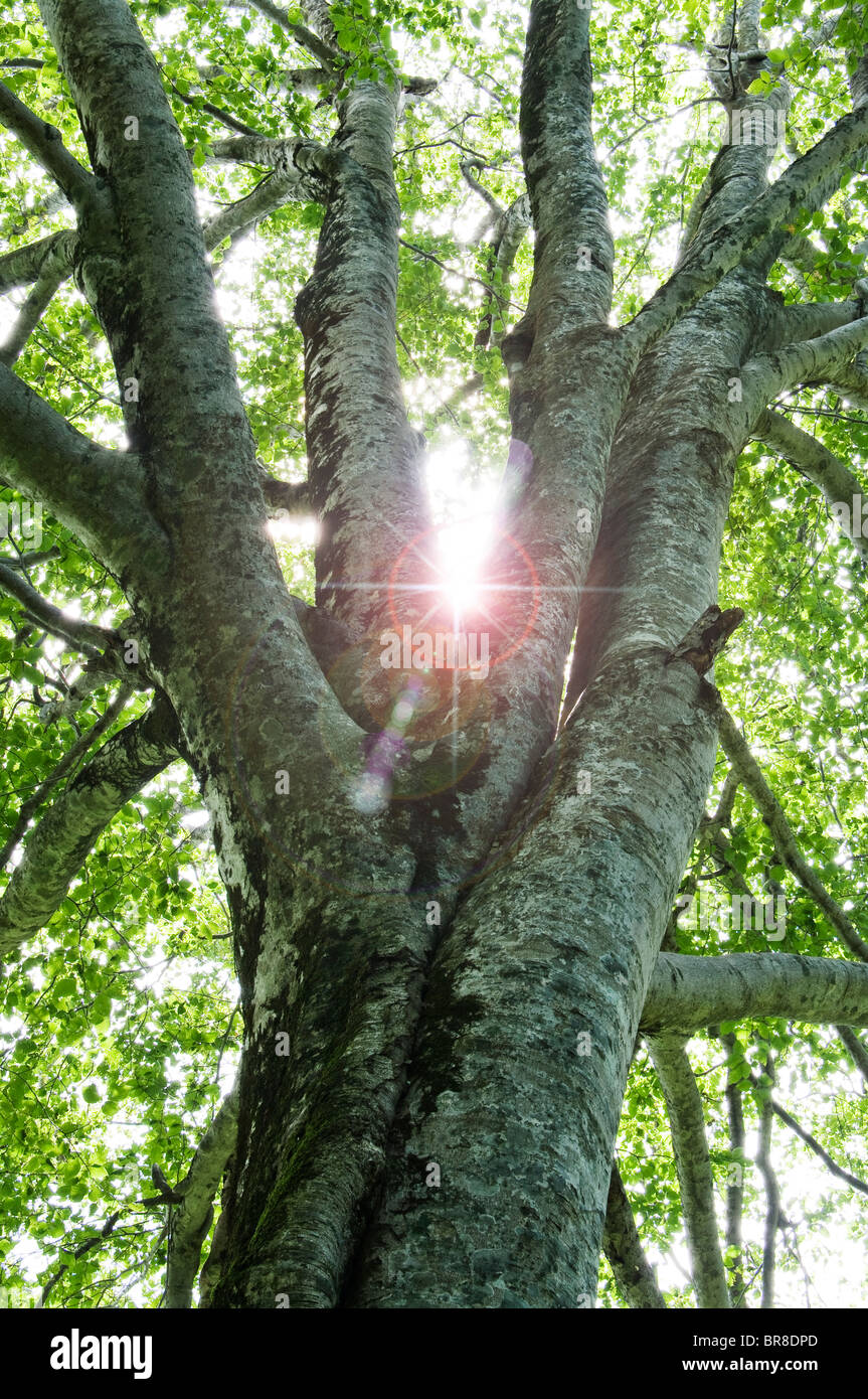 Tronco di albero e sunbeam Foto Stock