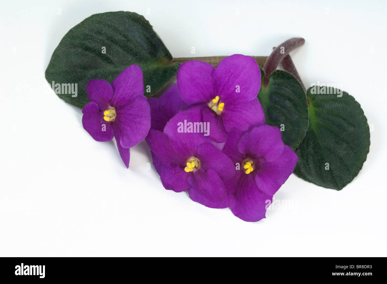 Saintpaulia, African Violet (Saintpaulia ionantha-ibrido), fiori viola e foglie Foto Stock