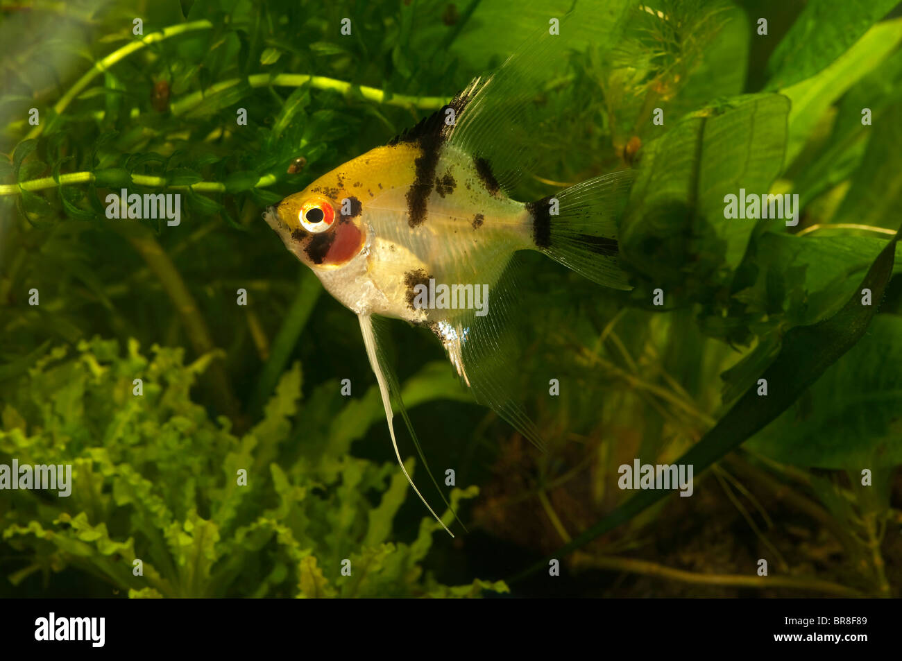 Freshwater Angelfish (Pterophyllum scalare) in un acquario. Foto Stock