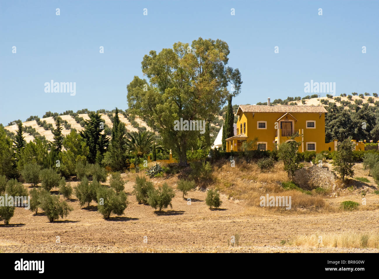 Agriturismo in oliveti vicino a Baena, Cordoba, Andalusia, Spagna Foto Stock