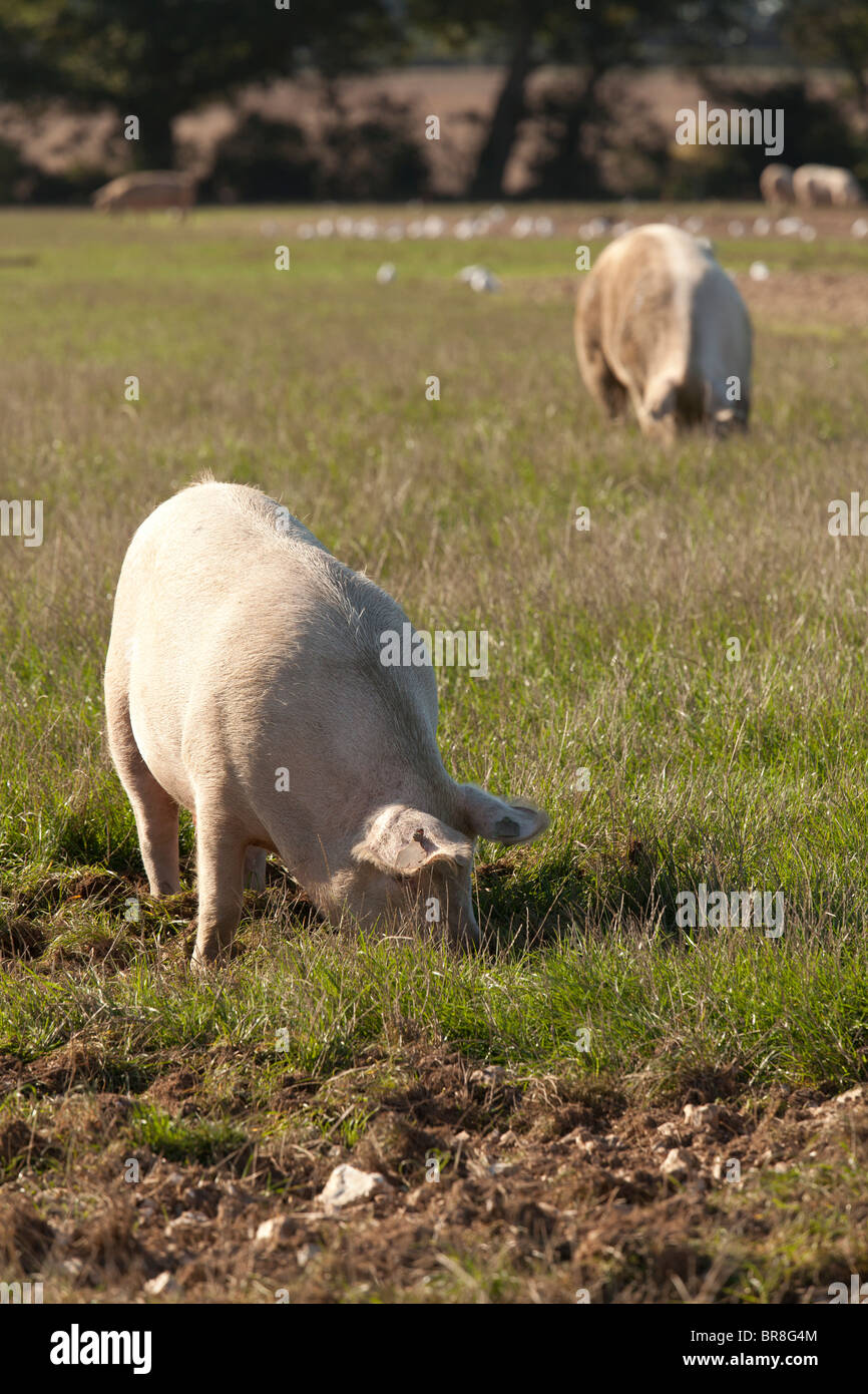 Allevati all'aperto senza intervallo gloucester old spot suini di un'azienda agricola Foto Stock