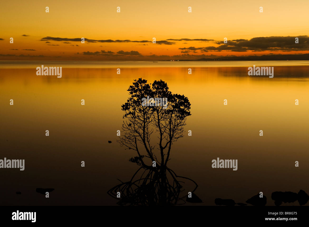 Alberi di mangrovie al crepuscolo Foto Stock