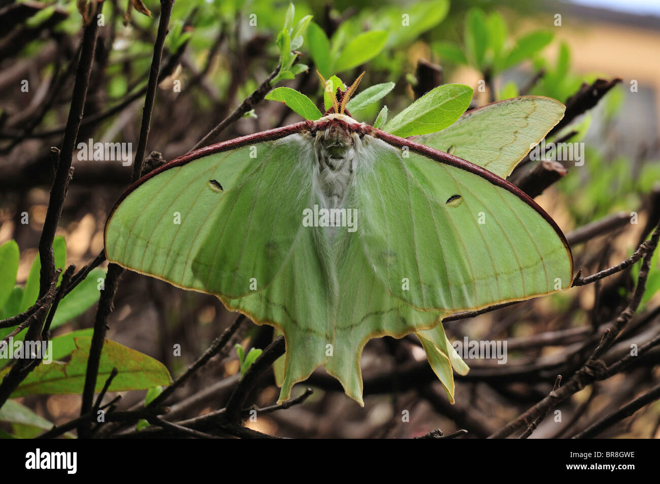 Actias artemis Foto Stock