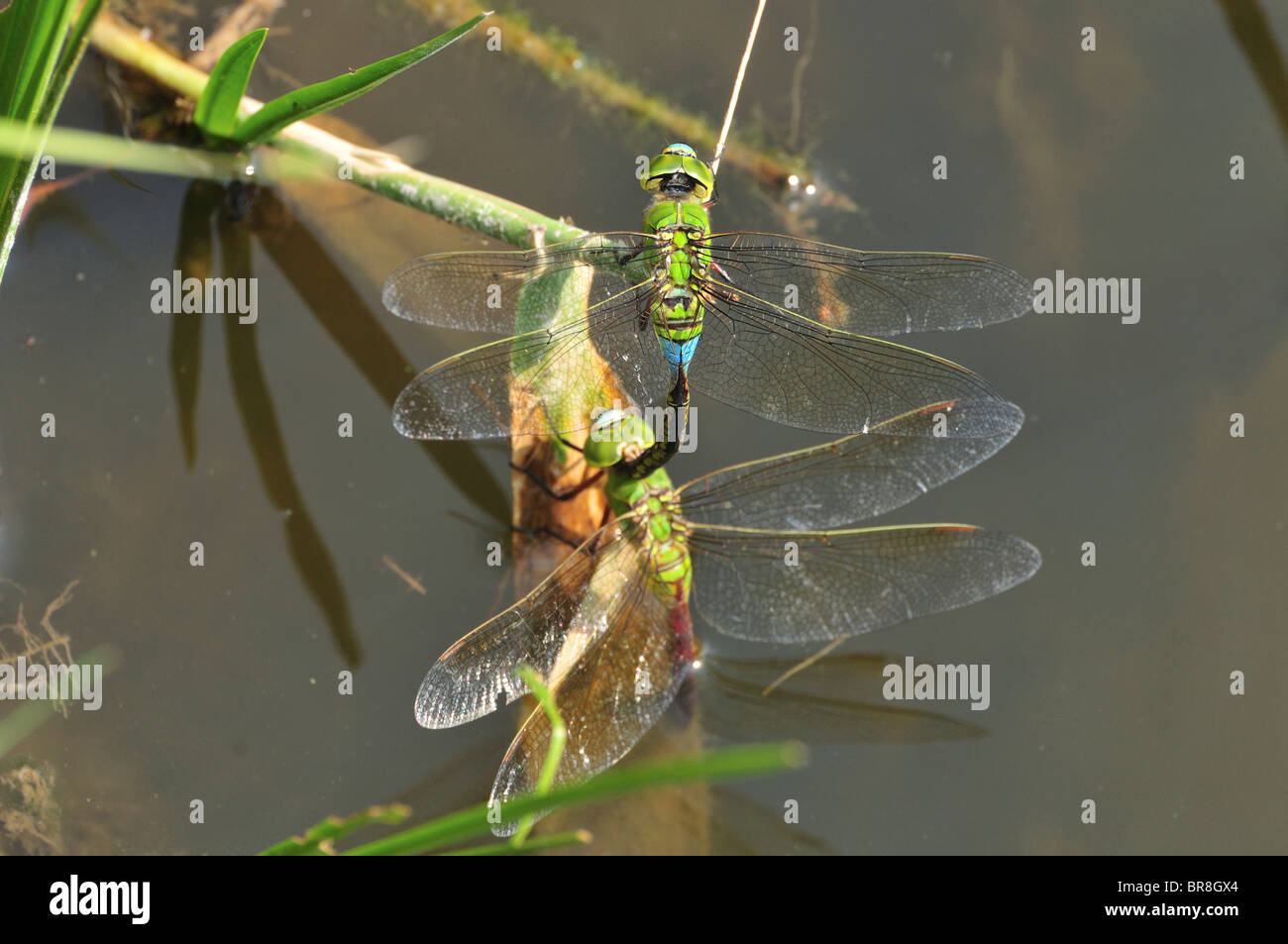 Minor imperatore (Anax parthenopea) coniugata Foto Stock
