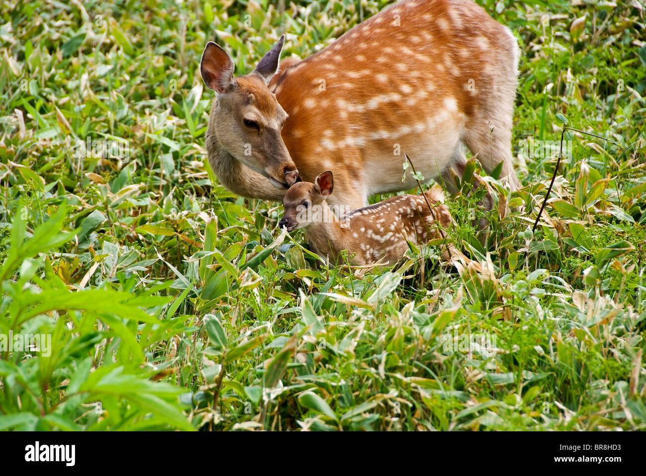 La famiglia cervi nel campo Foto Stock