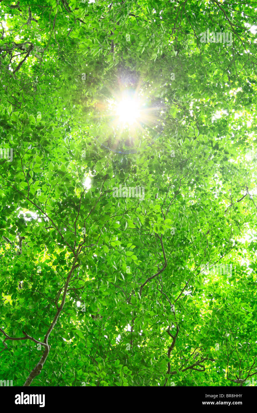 Sunbeam tra alberi verdi Foto Stock