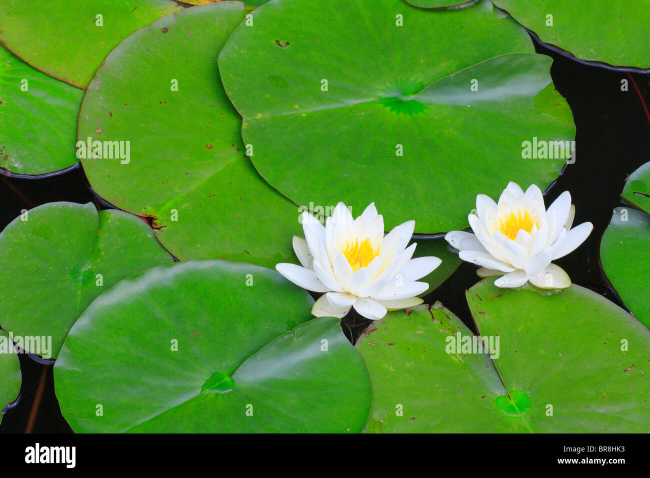 Water Lilies, close up Foto Stock