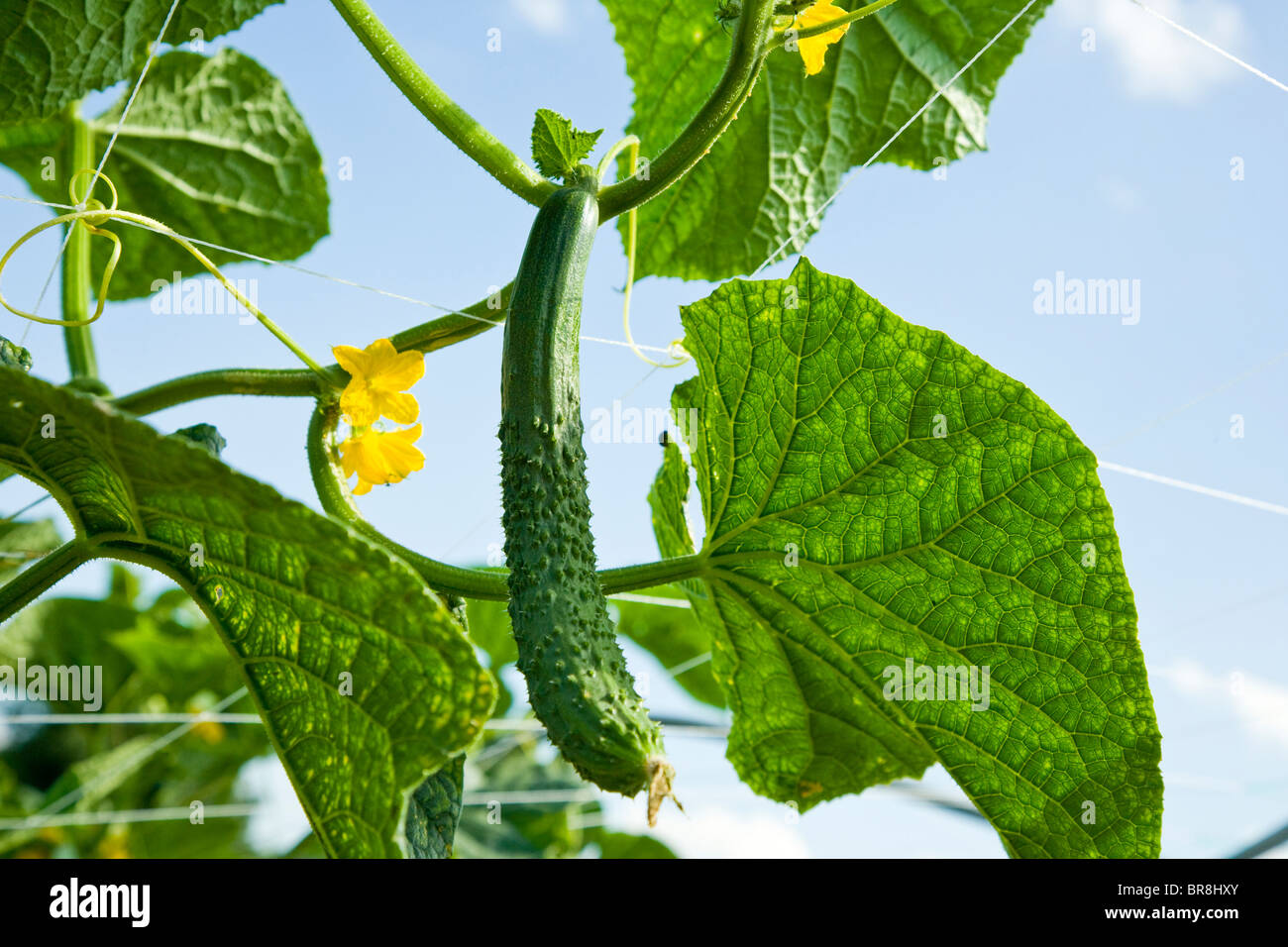 Il cetriolo sul ramo, close up Foto Stock