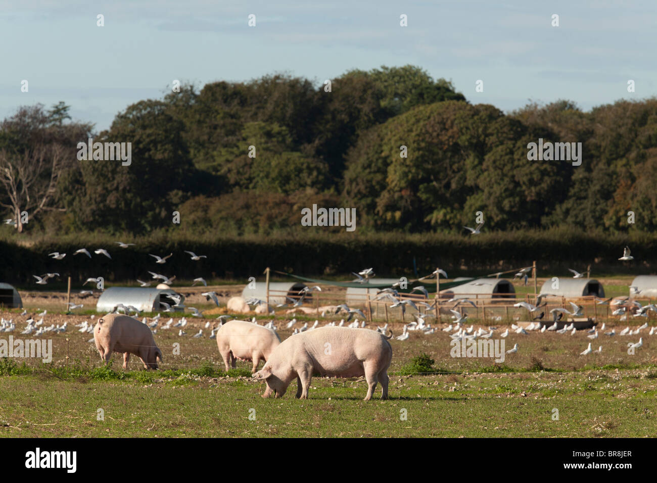 Allevati all'aperto senza intervallo gloucester old spot suini di un'azienda agricola con capanne Foto Stock