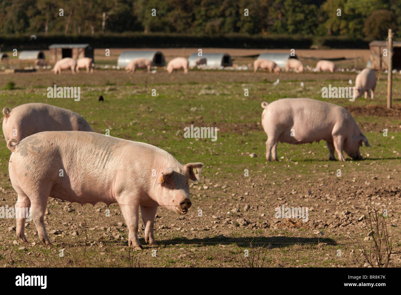 Allevati all'aperto senza intervallo gloucester old spot suini di un'azienda agricola con capanne Foto Stock