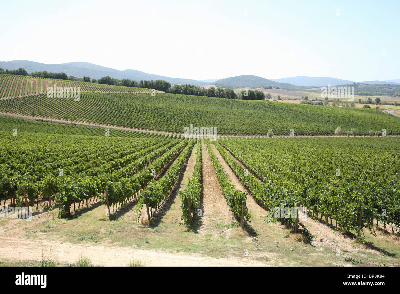 Vigneto, San Gimignano, Firenze, Italia Foto Stock