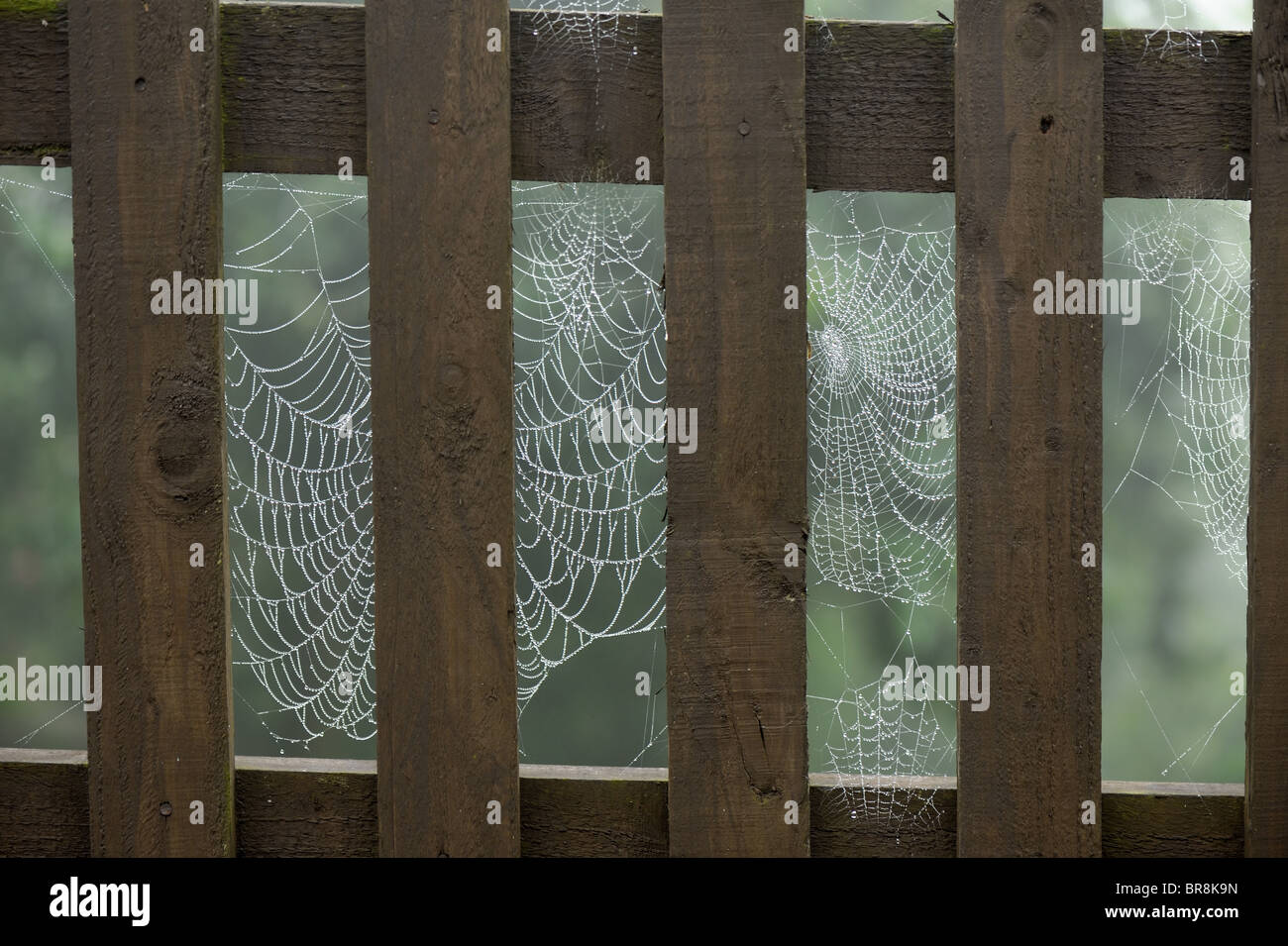 Giardino spider web (Araneus diadematus) su una tavola di legno Picket Fence in una nebbiosa mattina Foto Stock