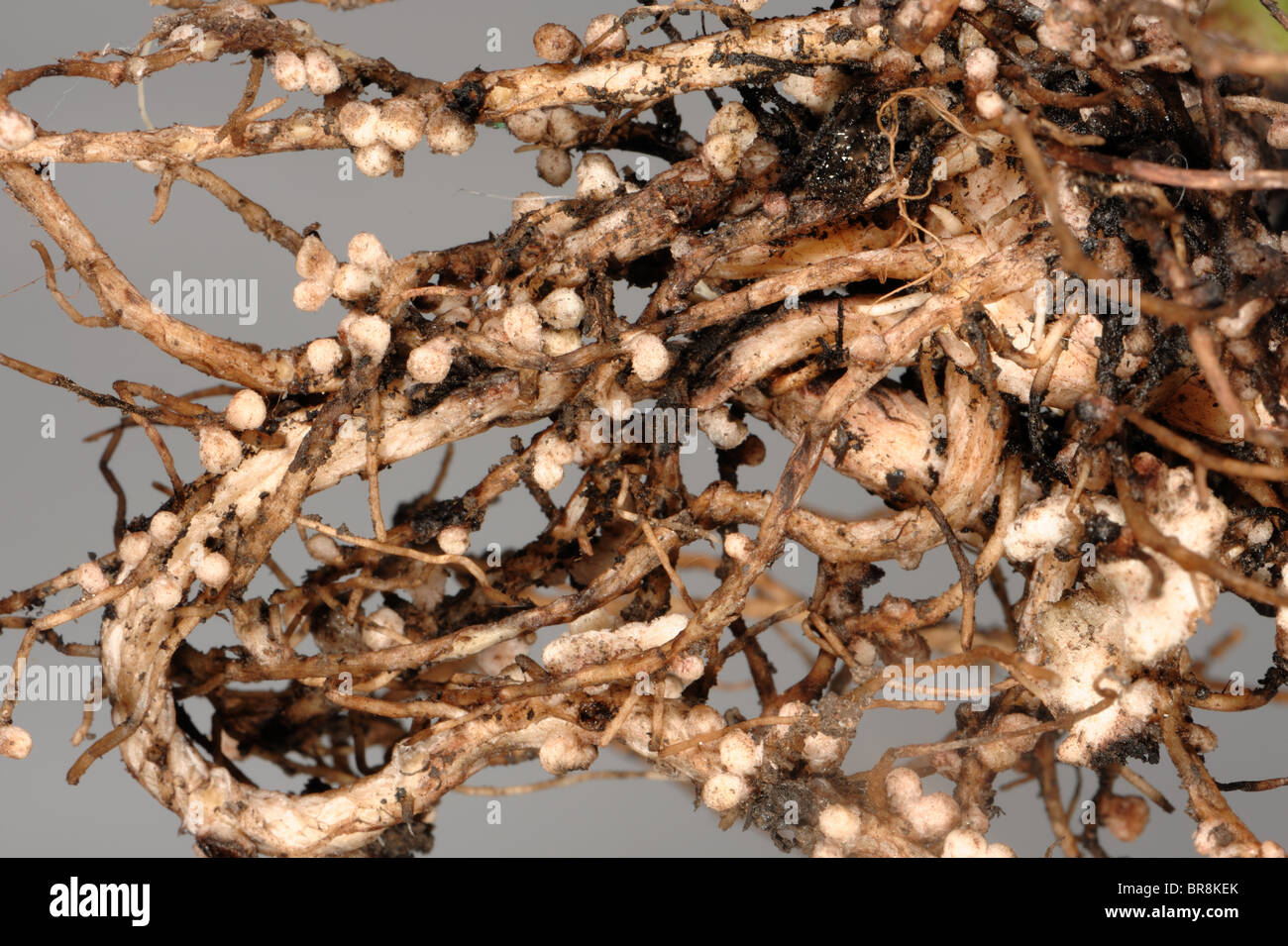 Rhizobium root noduli sulle radici di un ampio o fagiolo di Campo per la fissazione di azoto Foto Stock