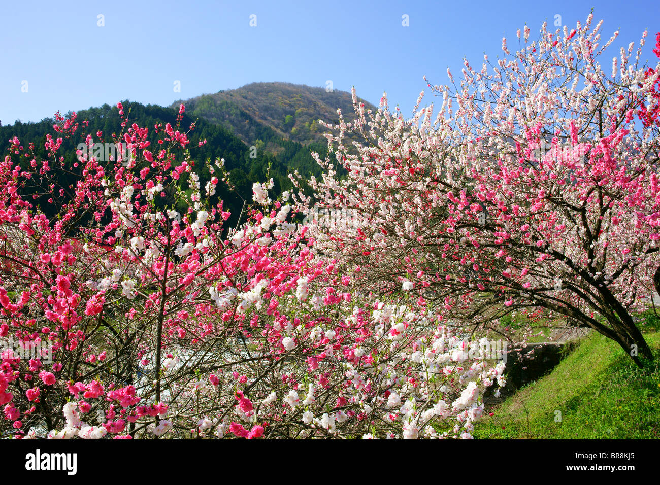 Peach Blossoms Foto Stock
