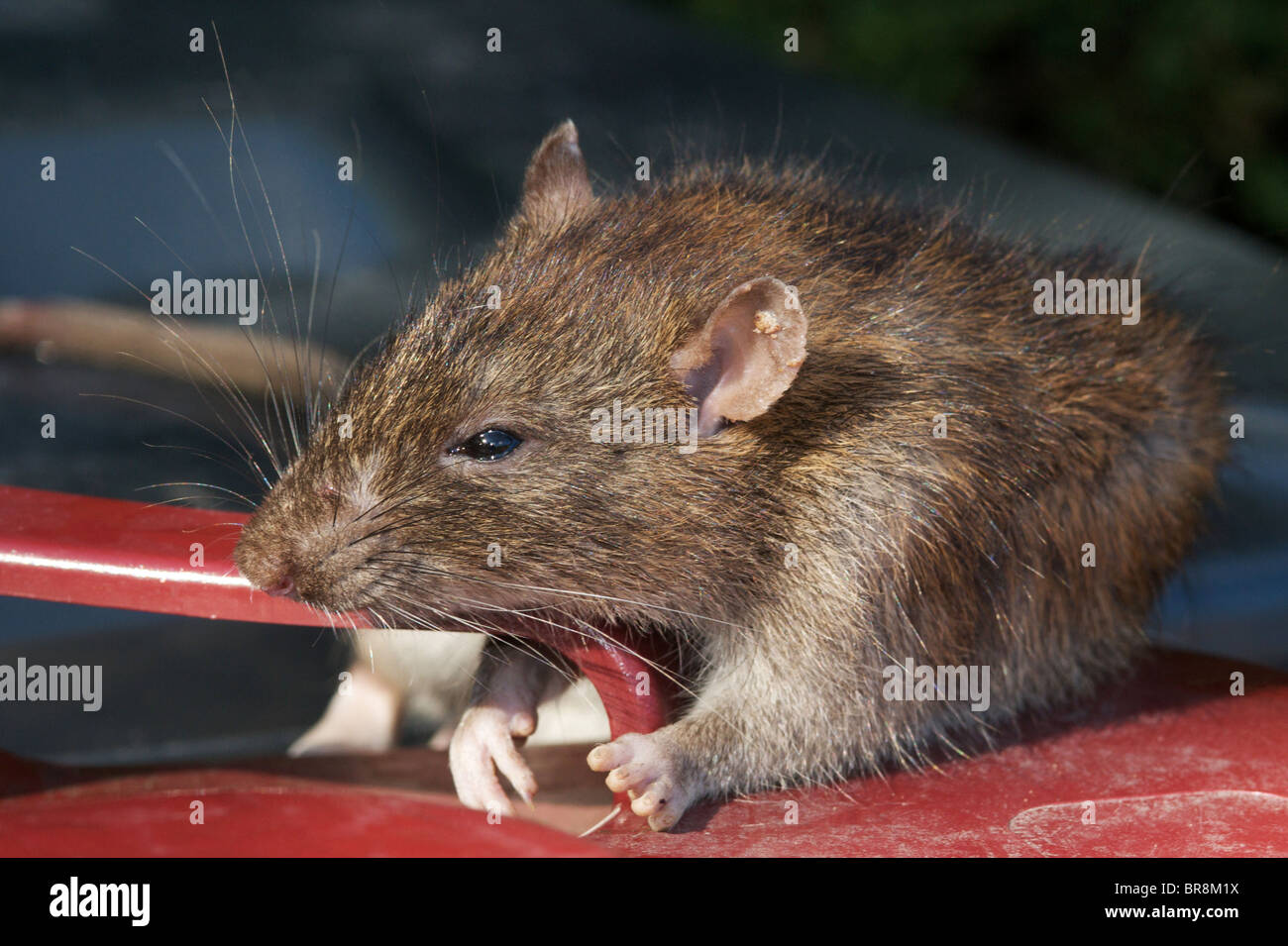 Il comune di ratto bruno sta diventando sempre più giusto che - comune. Non si è mai più di 15ft da un ratto dice relazione. Foto Stock