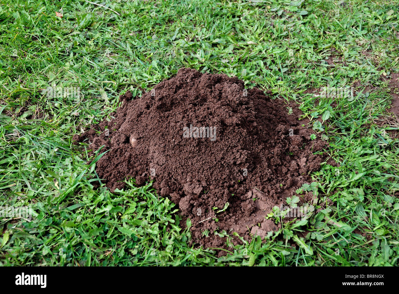 Una mole hill in un campo del Regno Unito Foto Stock