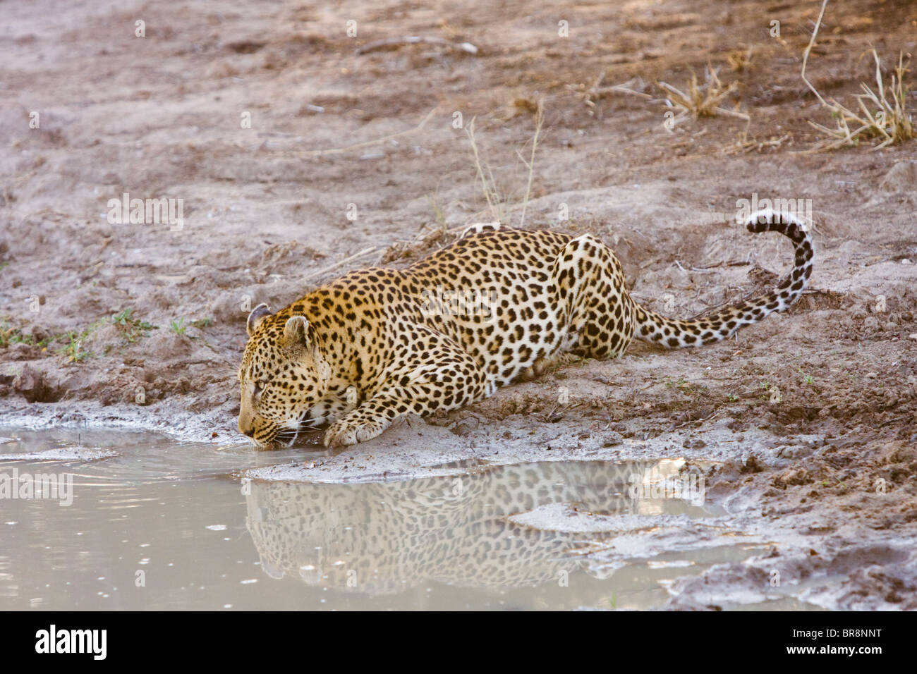 Un solitario leopard, Panthera pardus, bere a waterhole nel Parco Nazionale di Kruger, Sud Africa Foto Stock
