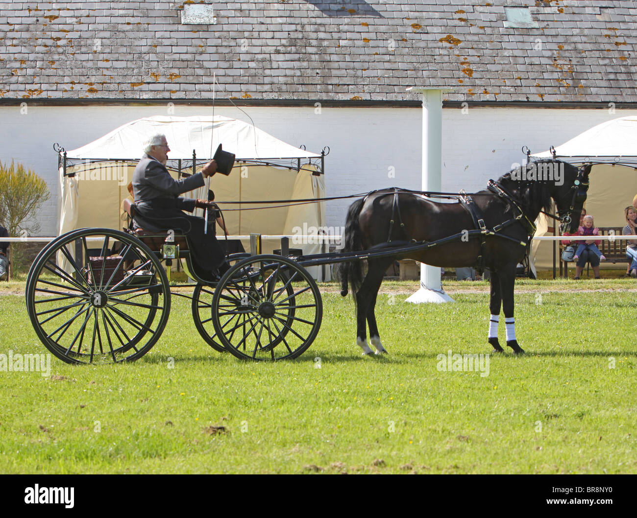 Morgan Black Horse stallone tirando un carrello Foto Stock