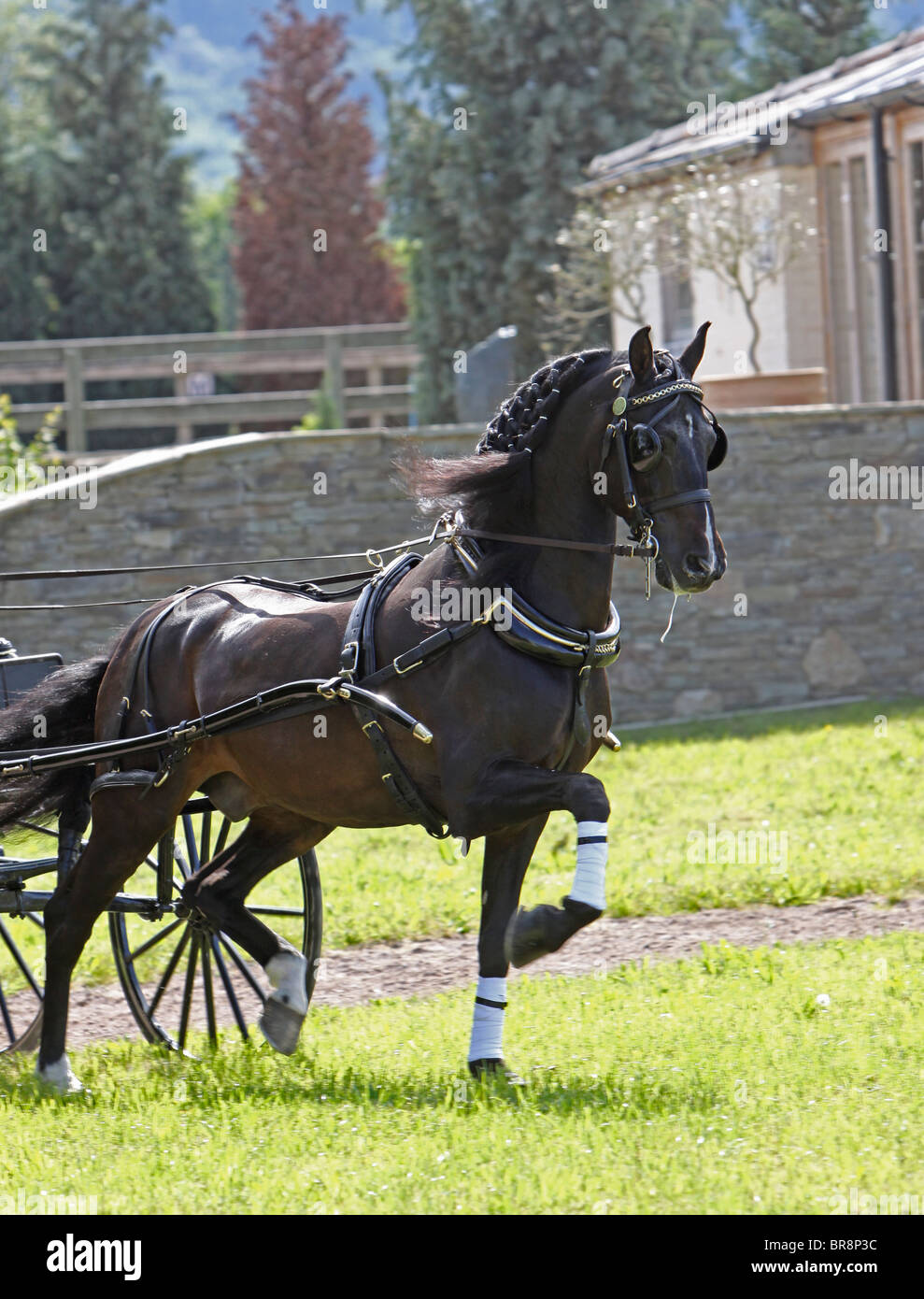 Morgan Black Horse stallone tirando un carrello Foto Stock