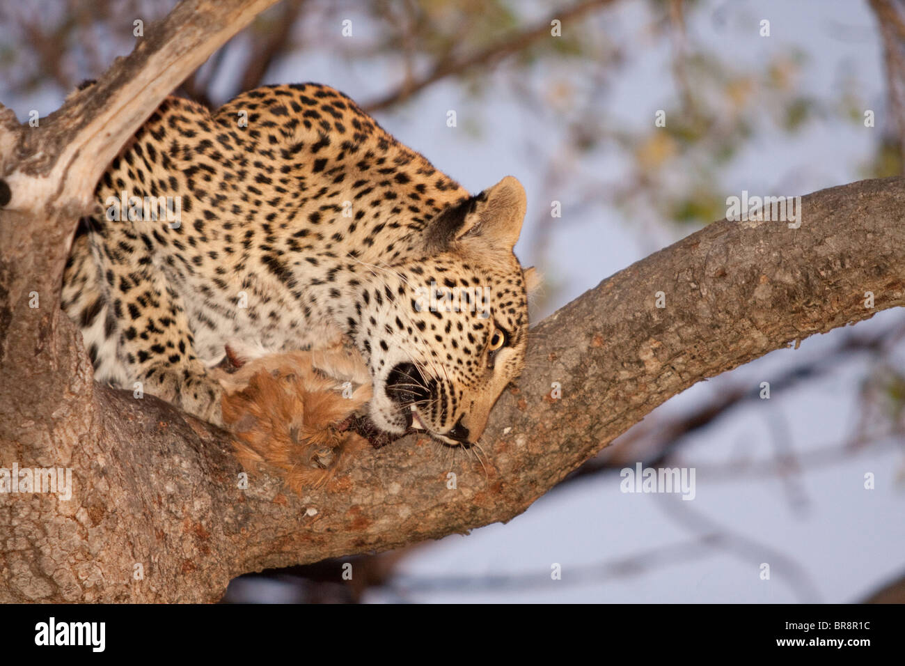 Un leopardo, Panthera pardus, mangiando un impala uccidere in un albero nel Parco Nazionale di Kruger, Sud Africa Foto Stock