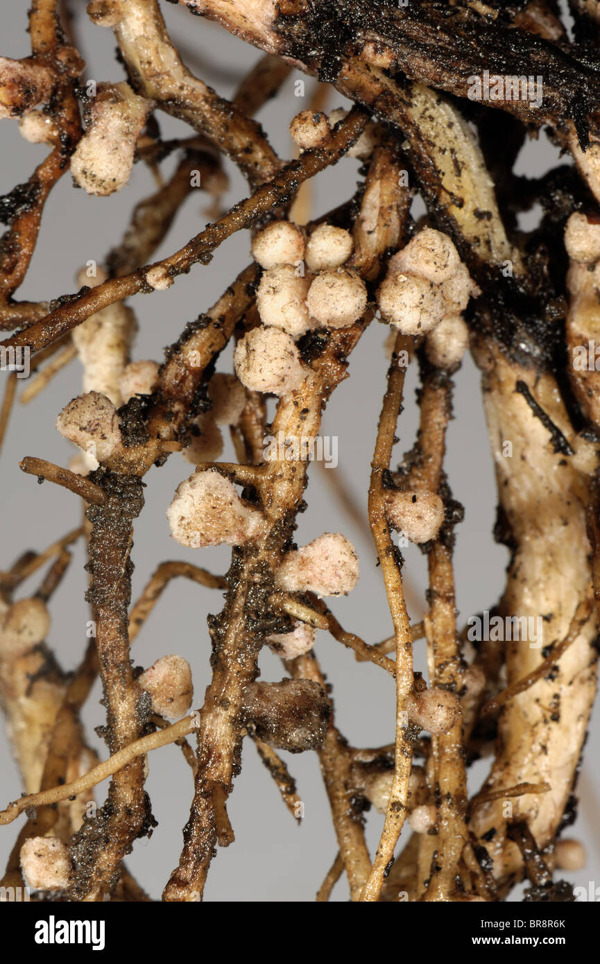 Rhizobium root noduli sulle radici di un ampio o fagiolo di Campo per la fissazione di azoto Foto Stock