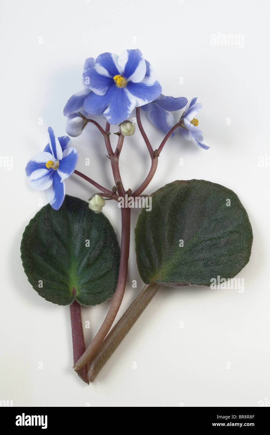 Saintpaulia, African Violet (Saintpaulia ionantha-ibrido), bianco e azzurro fiori e foglie Foto Stock