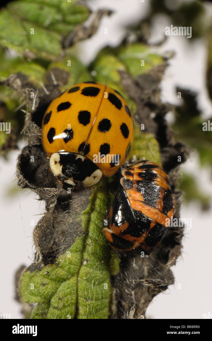 Harlequin ladybird (Harmonia axyridis) recentemente emerse dalla sua pupa su un ortica Foto Stock