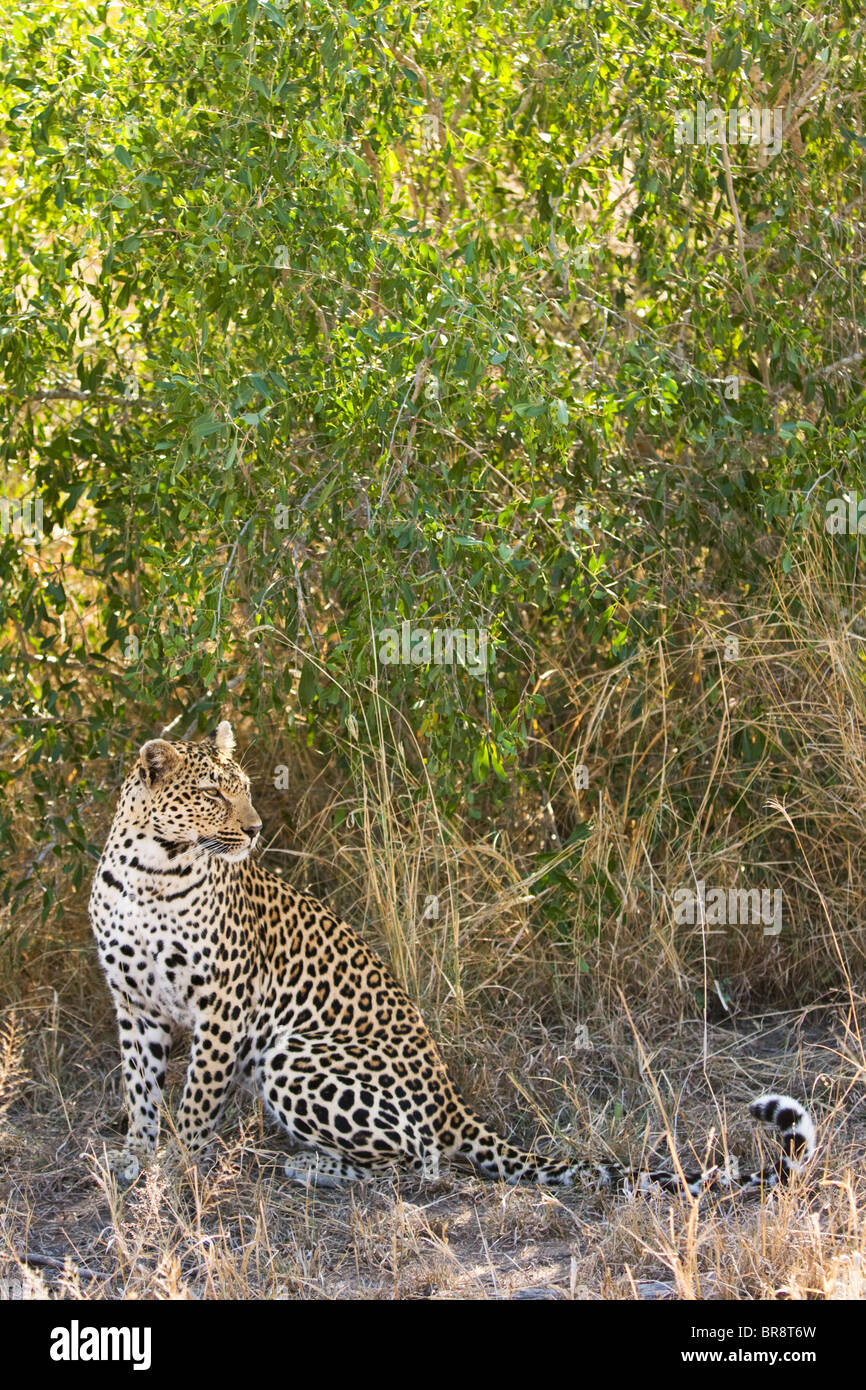 Un leopardo, Panthera pardus, seduti nel Parco Nazionale di Kruger, Sud Africa Foto Stock