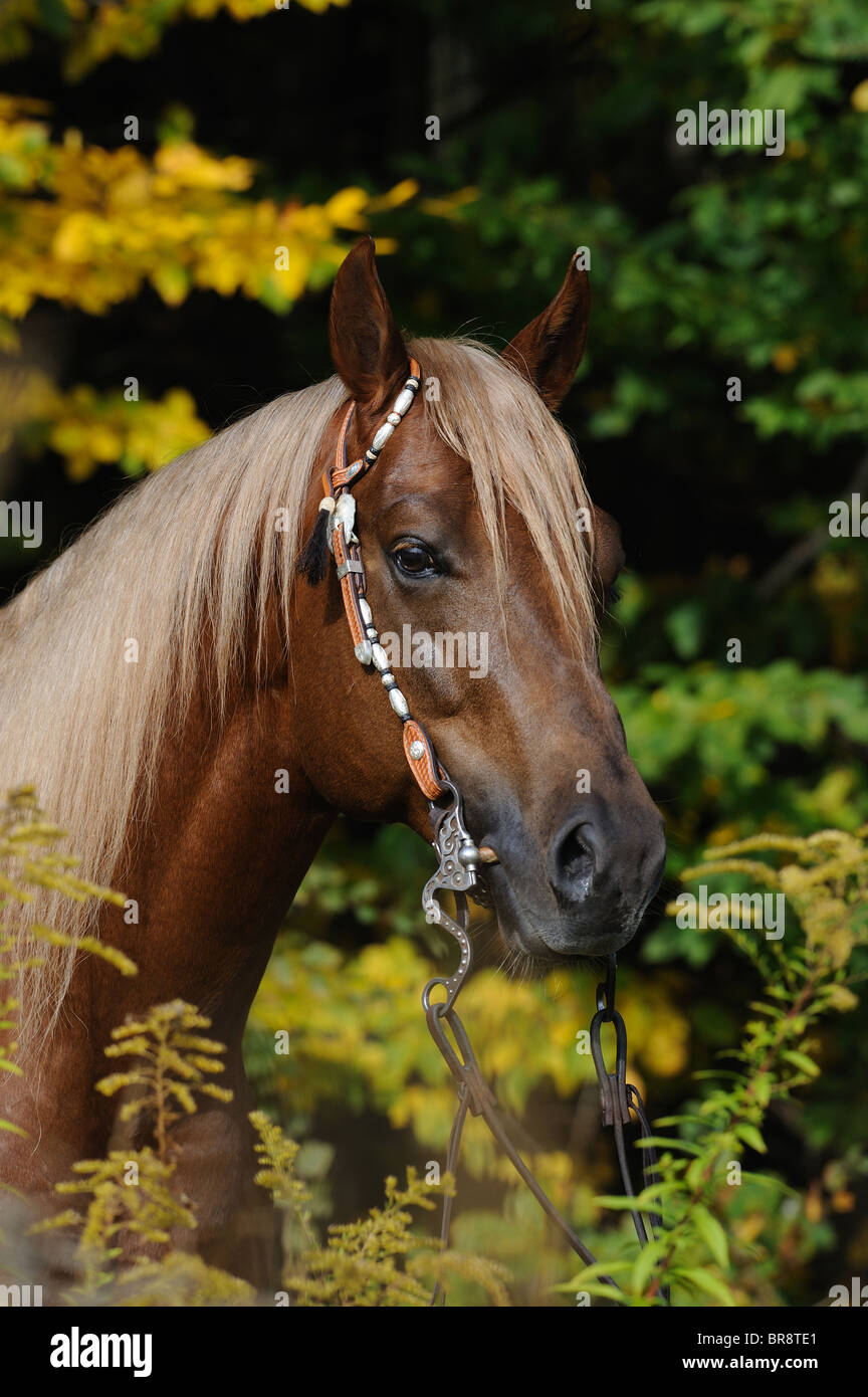 Quarter Horse (Equus caballus ferus), il ritratto di uno stallone con halter. Foto Stock