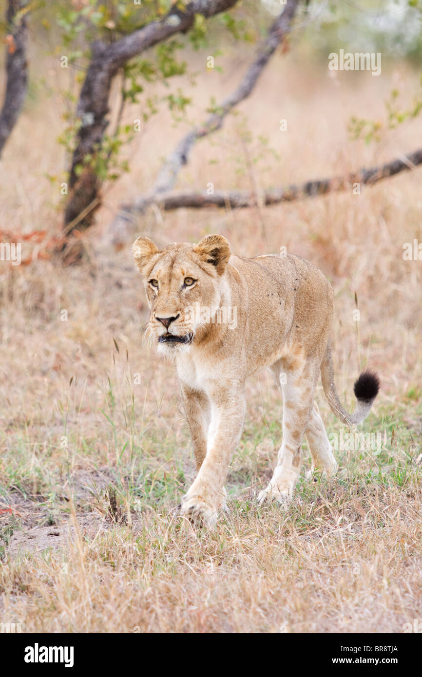 Una femmina di Lion o leonessa, Panthera leo, passeggiate in un parco giochi in Sud Africa Foto Stock