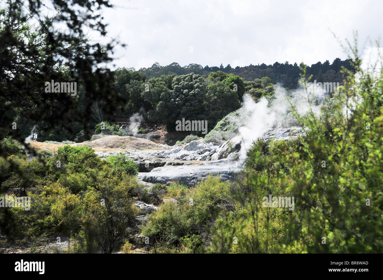 Nuova Zelanda, Isola del nord, Rotorua, Te Puia geotermica esperienza culturale, Pohutu Geyser Foto Stock