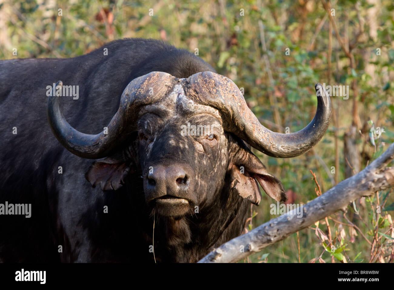 Solitaria bufalo africano, noto anche come Cape Buffalo, Syncerus caffer, nel Parco Nazionale di Kruger, Sud Africa Foto Stock