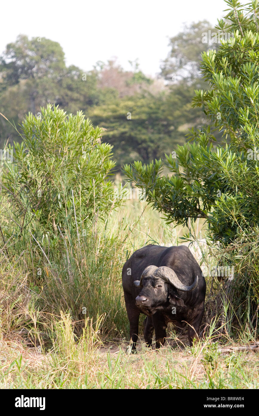 Solitaria bufalo africano, noto anche come Cape Buffalo, Syncerus caffer, nel Parco Nazionale di Kruger, Sud Africa Foto Stock
