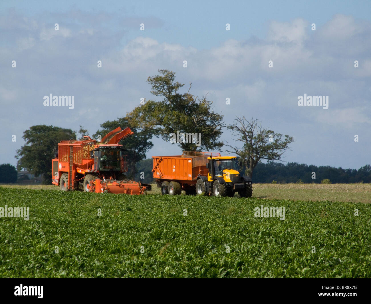 Holmer Terra Dos barbabietola da zucchero harvester a lavorare in un campo di Norfolk su un luminoso e soleggiato settembre giorno lo scarico in un rimorchio Foto Stock