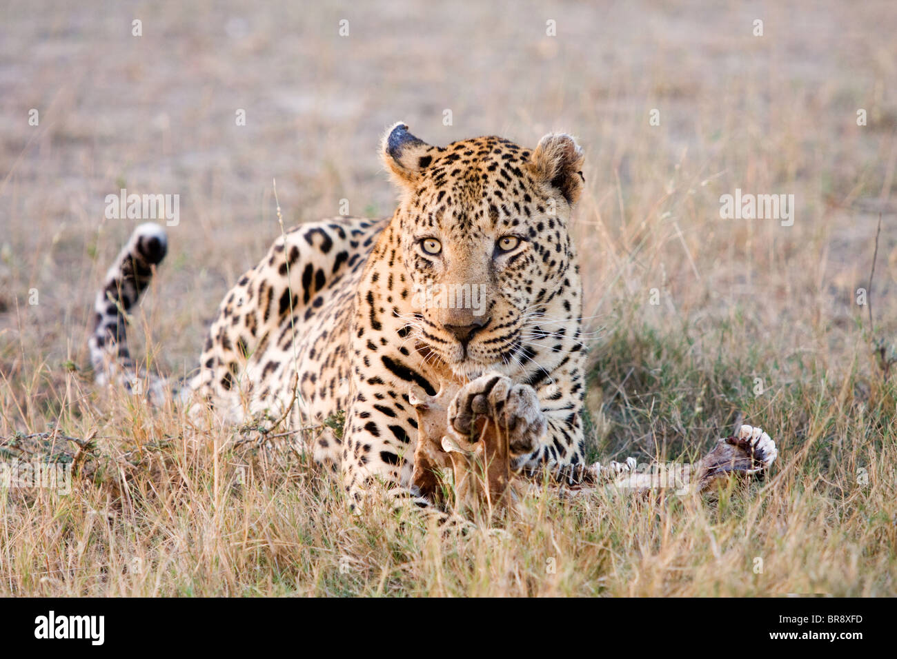 Un solitario leopard, Panthera pardus, su alimentazione e mangiare un kill nel Parco Nazionale di Kruger in Sud Africa Foto Stock