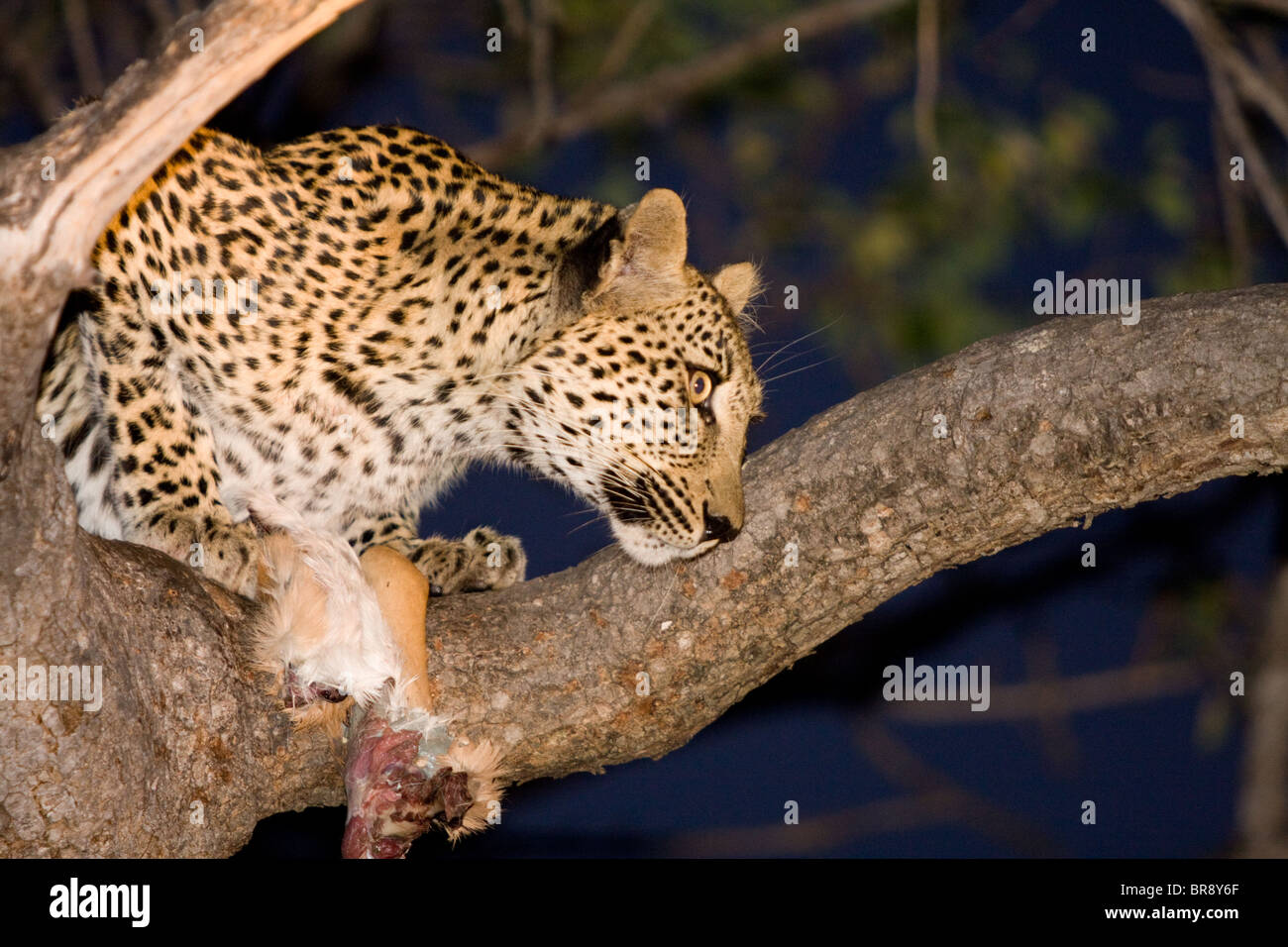 Un leopardo, Panthera pardus, mangiando un impala uccidere in un albero nel Parco Nazionale di Kruger, Sud Africa Foto Stock
