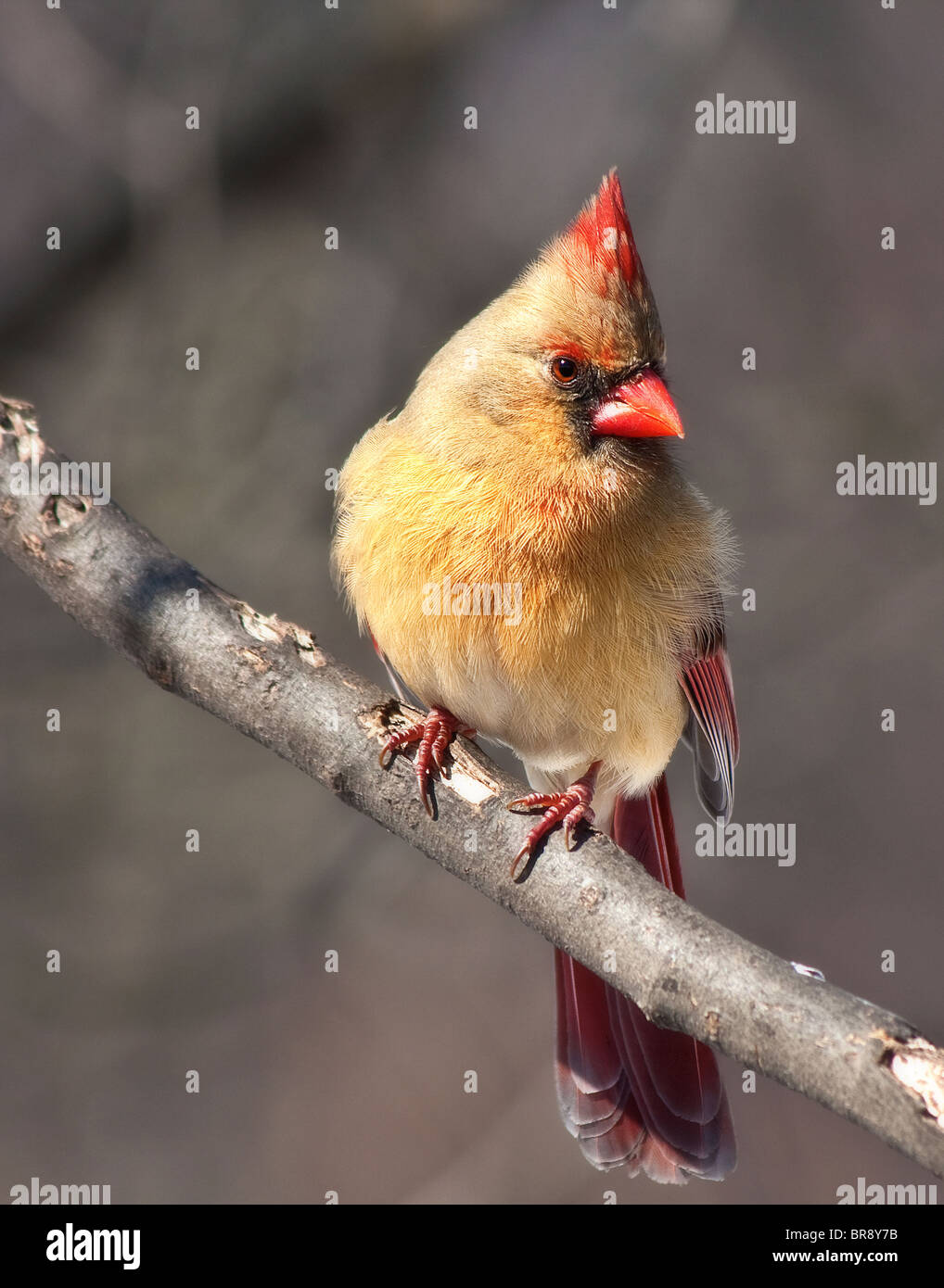 Il Cardinale Bird femmina - il piumaggio di colore giallo è caratteristica per le femmine mentre i maschi sono di colore rosso brillante. Foto Stock