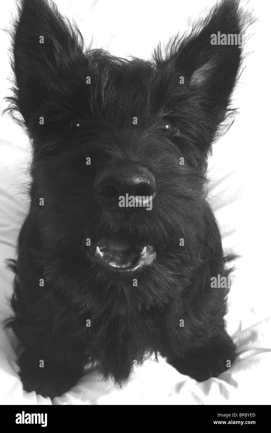 Piccolo nero Scottie, (Scotty), cane, (Scottish terrier), cucciolo, (Fergus), barking direttamente al visualizzatore. Bianco e nero, vicino. Foto Stock