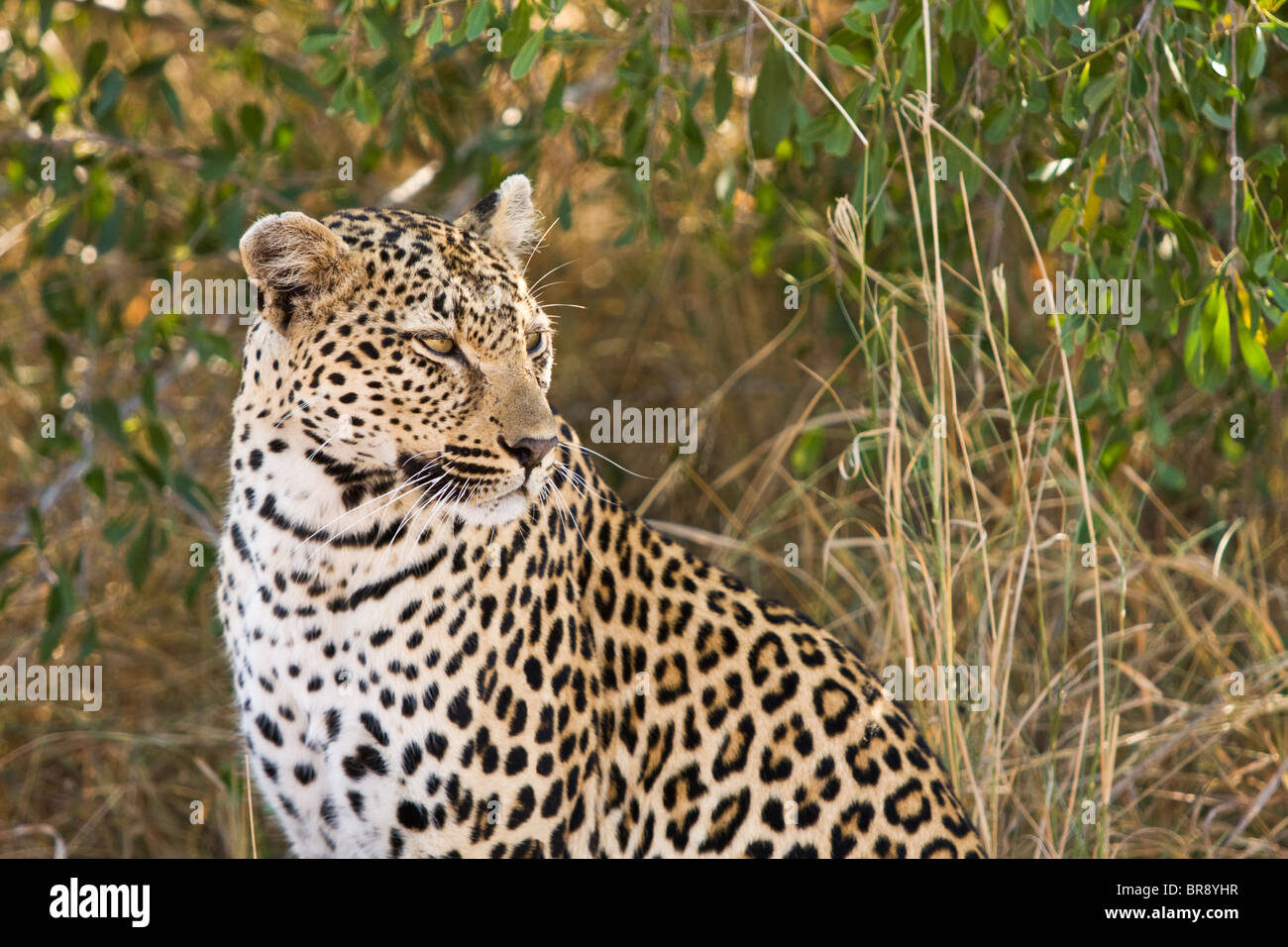 Un leopardo, Panthera pardus, seduti nel Parco Nazionale di Kruger, Sud Africa Foto Stock